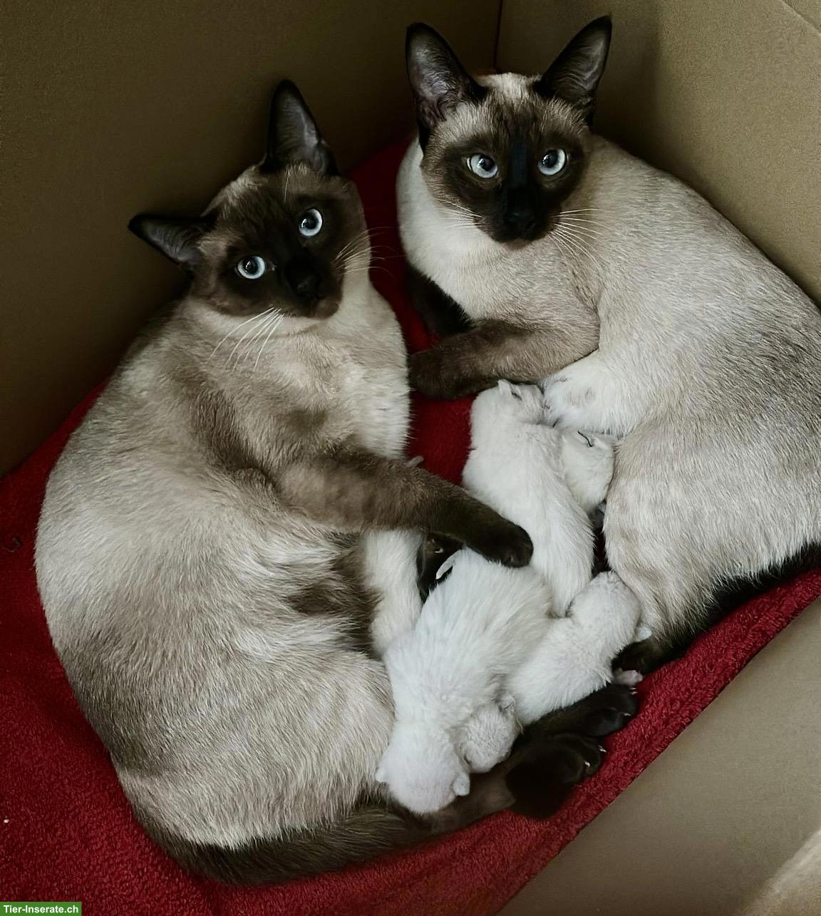 Süsse Siam Kitten zu verkaufen