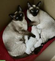 Süsse Siam Kitten zu verkaufen