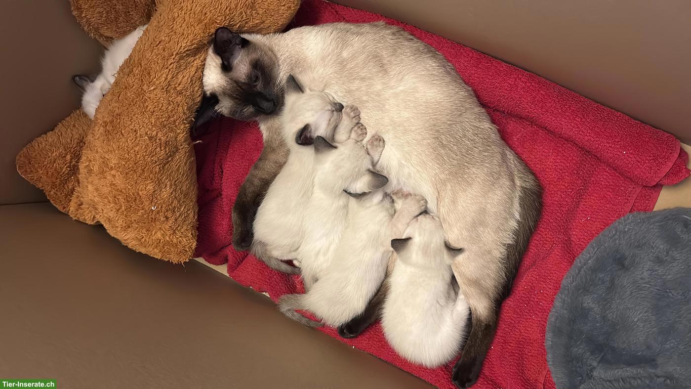 Bild 10: Süsse Siam Kitten zu verkaufen