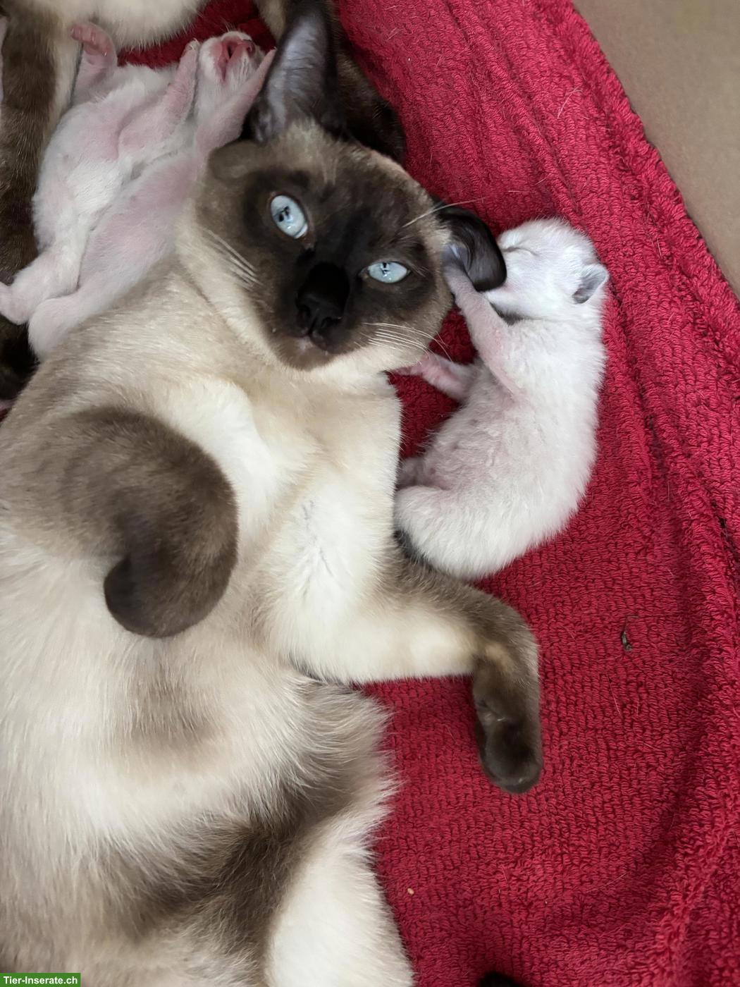 Bild 2: Süsse Siam Kitten zu verkaufen