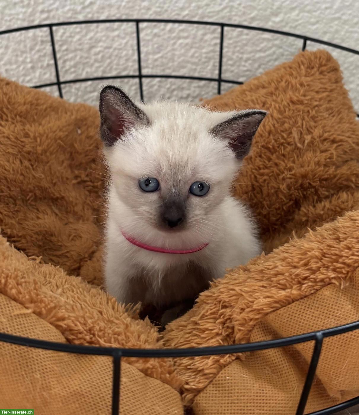 Bild 3: Süsse Siam Kitten zu verkaufen