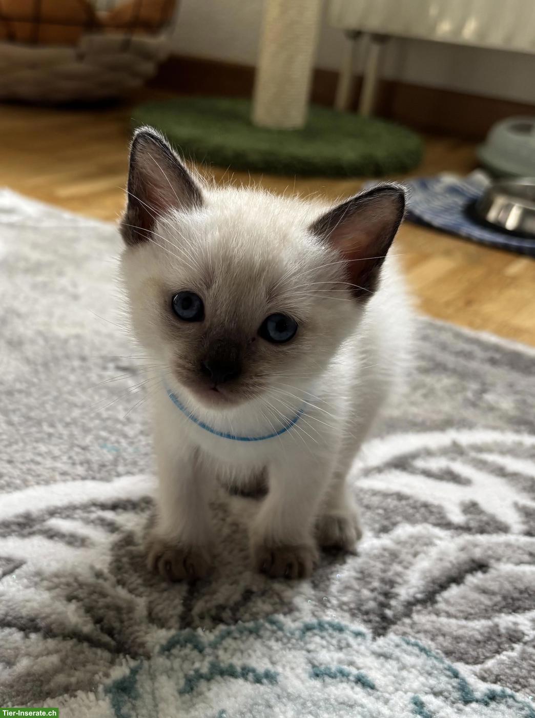 Bild 4: Süsse Siam Kitten zu verkaufen