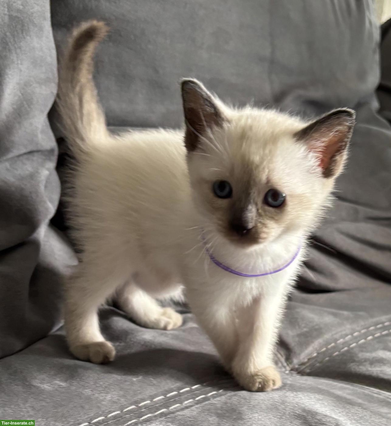 Bild 5: Süsse Siam Kitten zu verkaufen