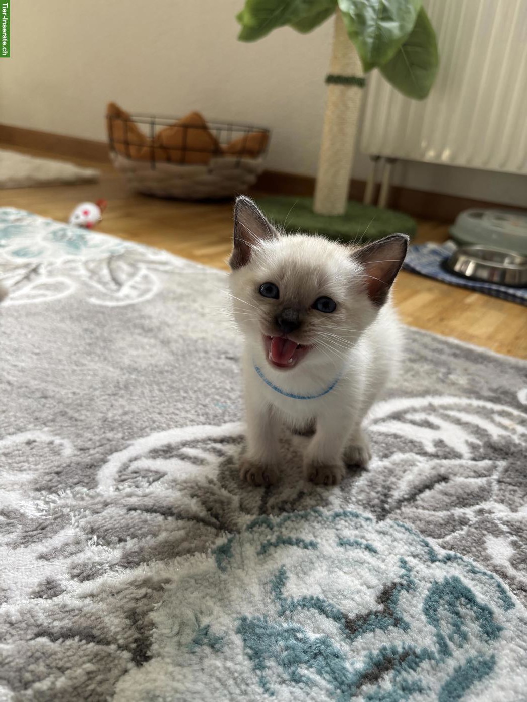 Bild 6: Süsse Siam Kitten zu verkaufen