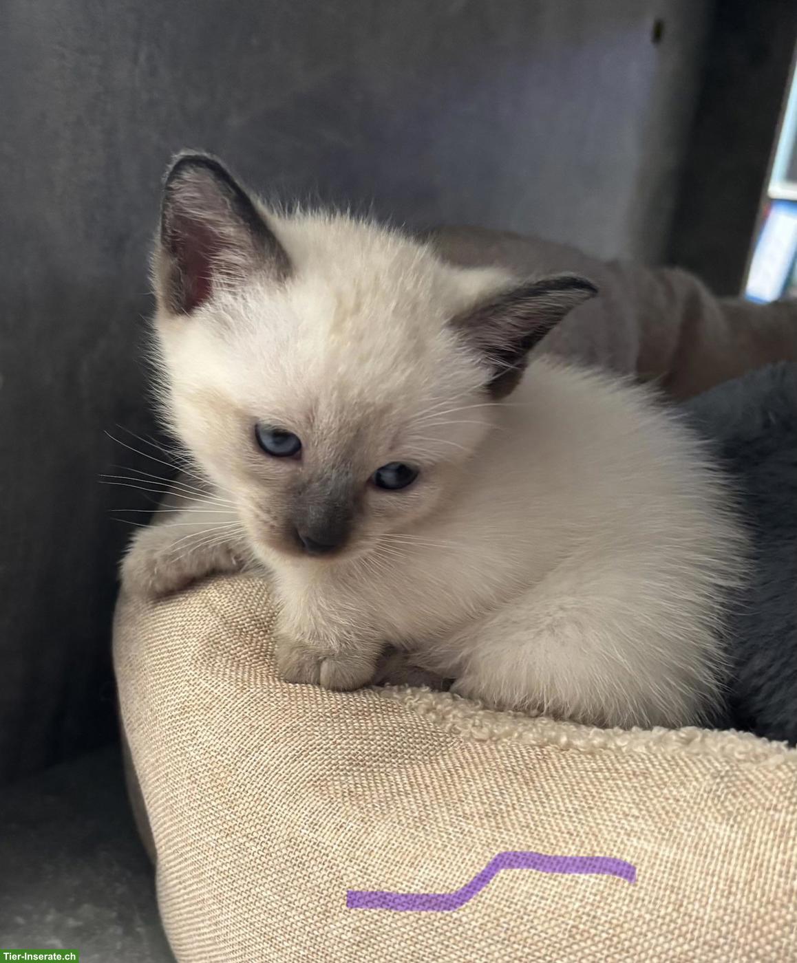 Bild 7: Süsse Siam Kitten zu verkaufen