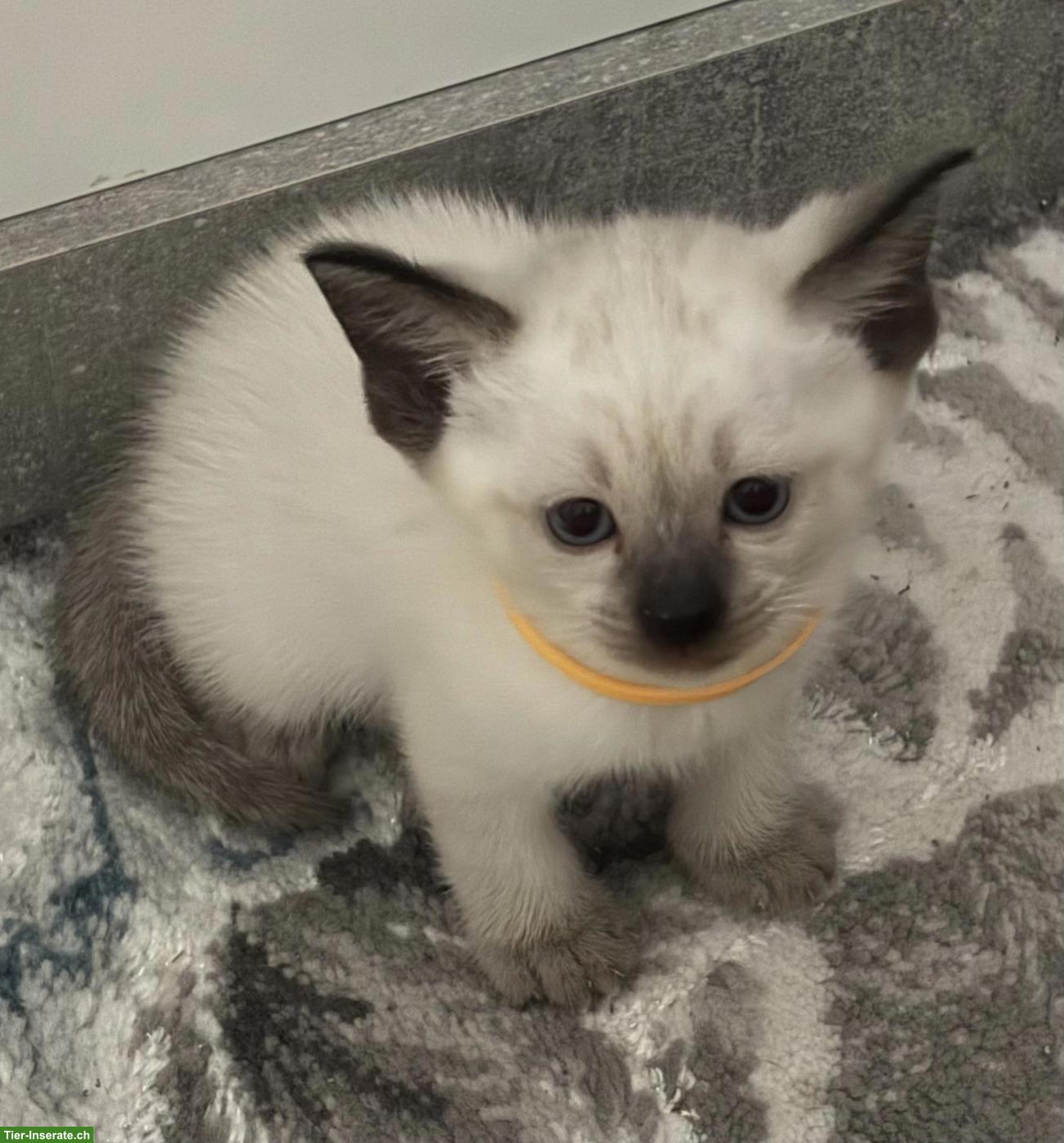 Bild 8: Süsse Siam Kitten zu verkaufen