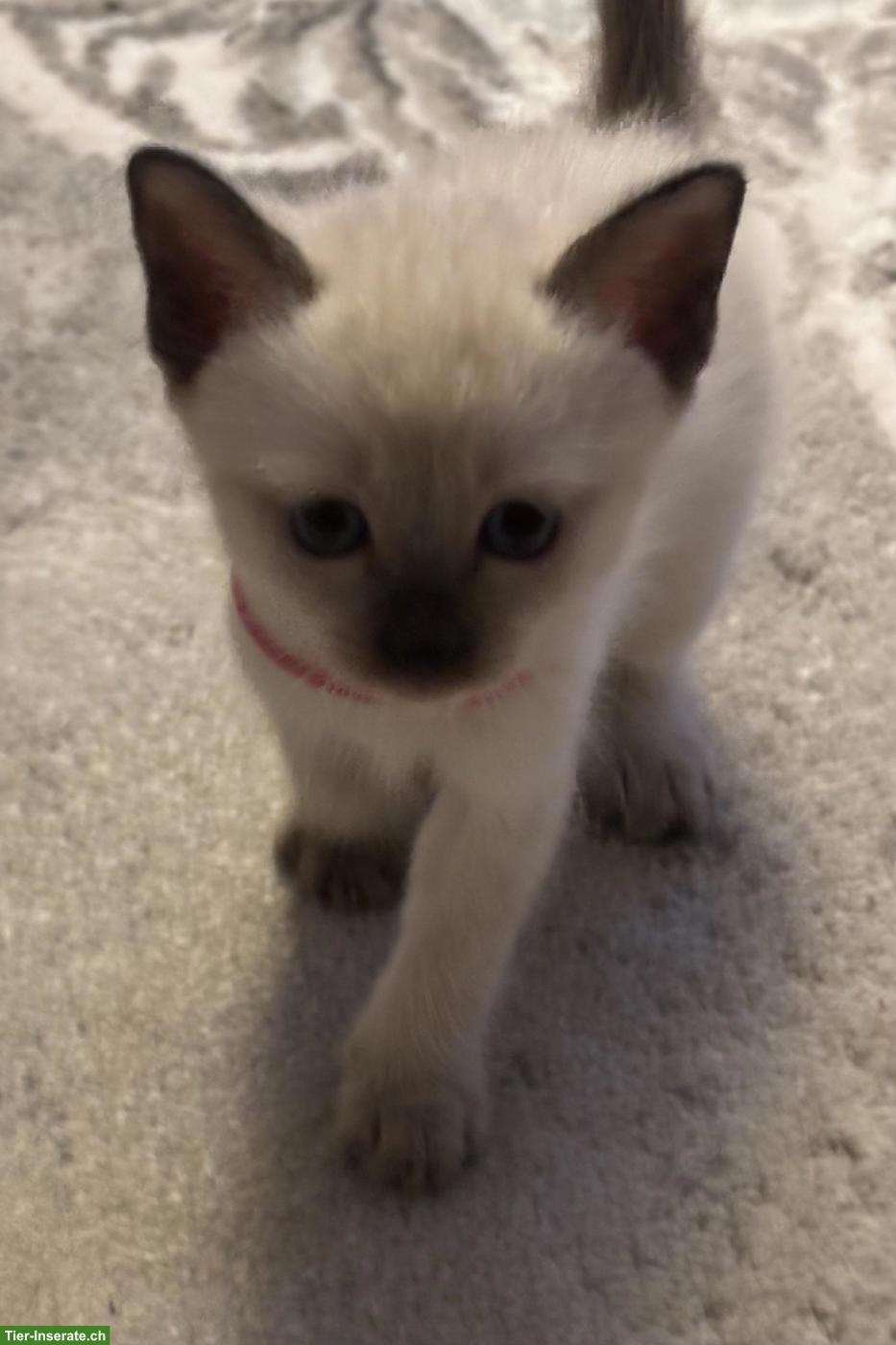 Bild 9: Süsse Siam Kitten zu verkaufen
