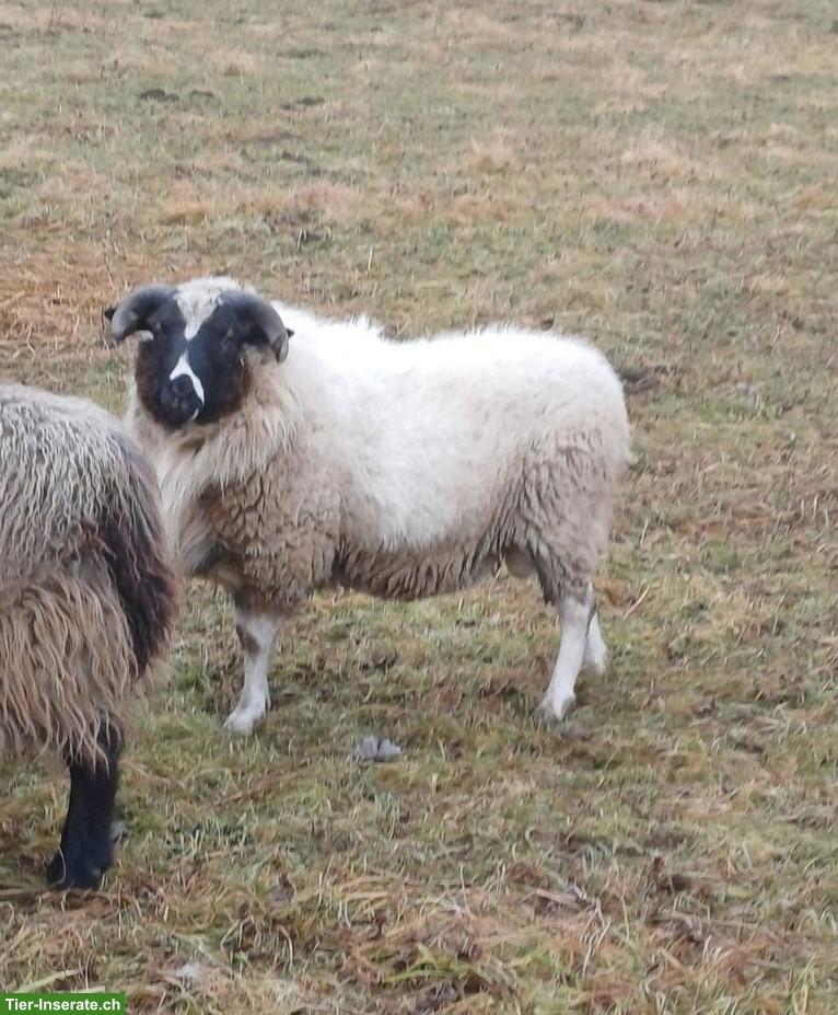 Skudde Dorper Mix Bock zu verkaufen/ausleihen
