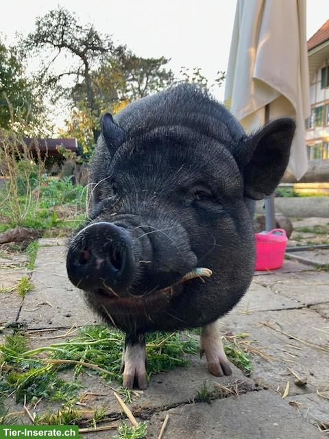 «Endo» Minipig, männlich, kastriert, 4 Jahre alt