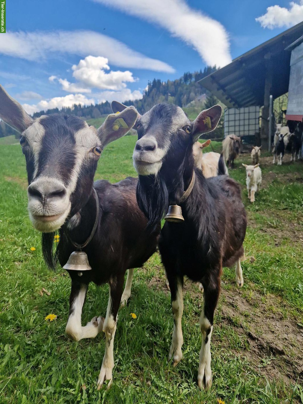Zutrauliche Ziegen mit Gitzi zu verkaufen