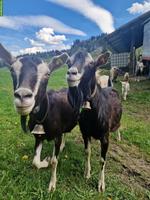 Zutrauliche Ziegen mit Gitzi zu verkaufen