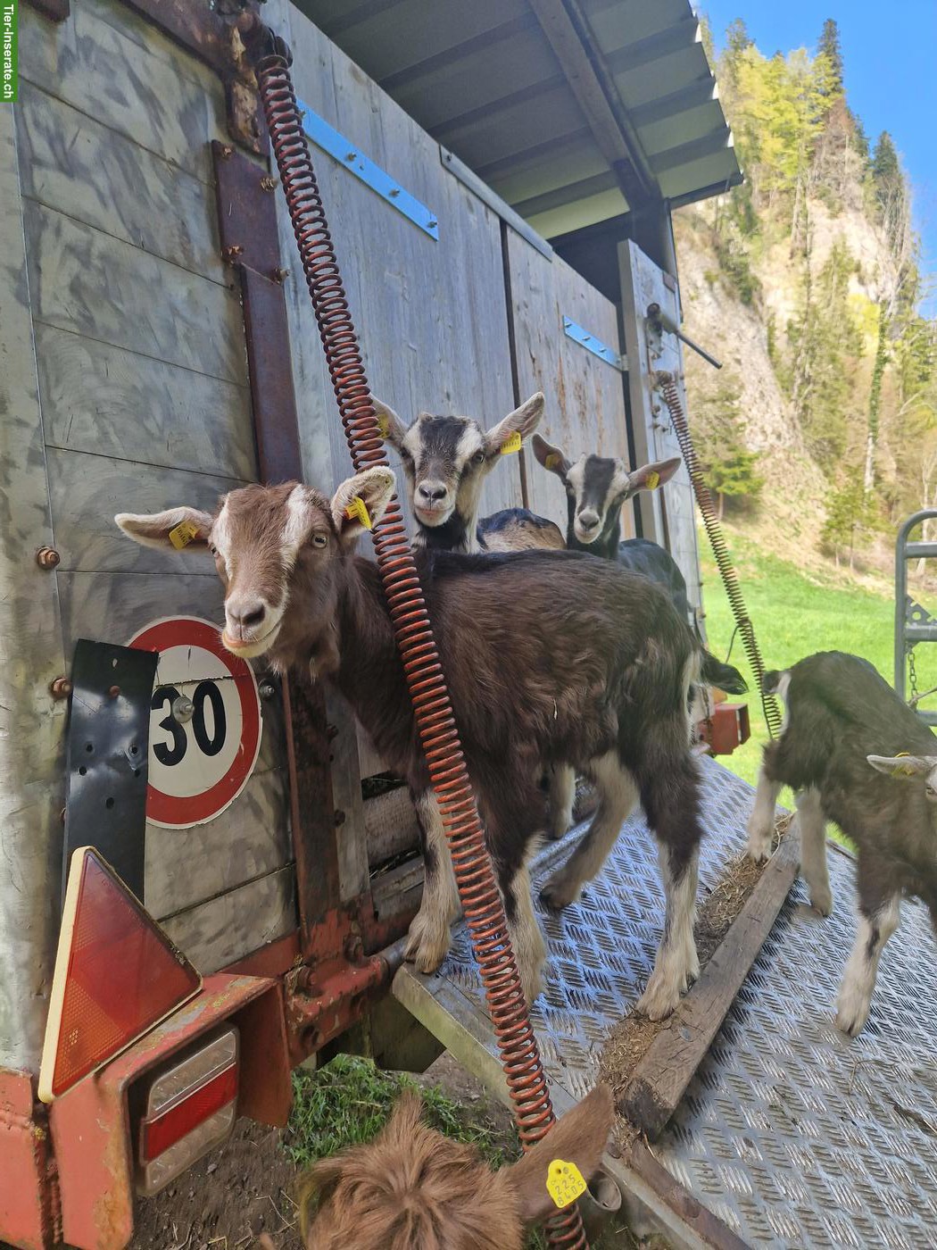 Bild 2: Zutrauliche Ziegen mit Gitzi zu verkaufen
