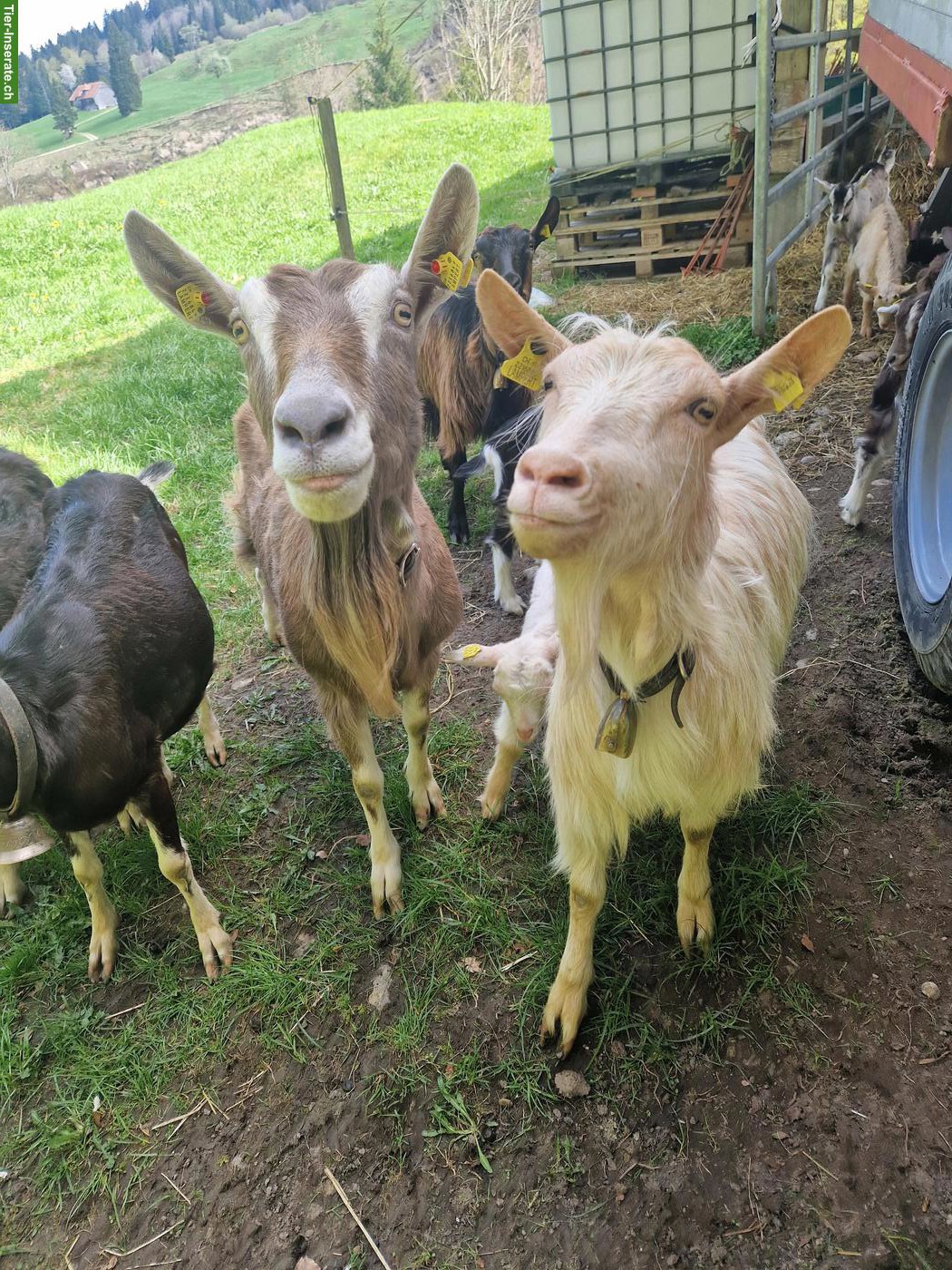 Bild 3: Zutrauliche Ziegen mit Gitzi zu verkaufen