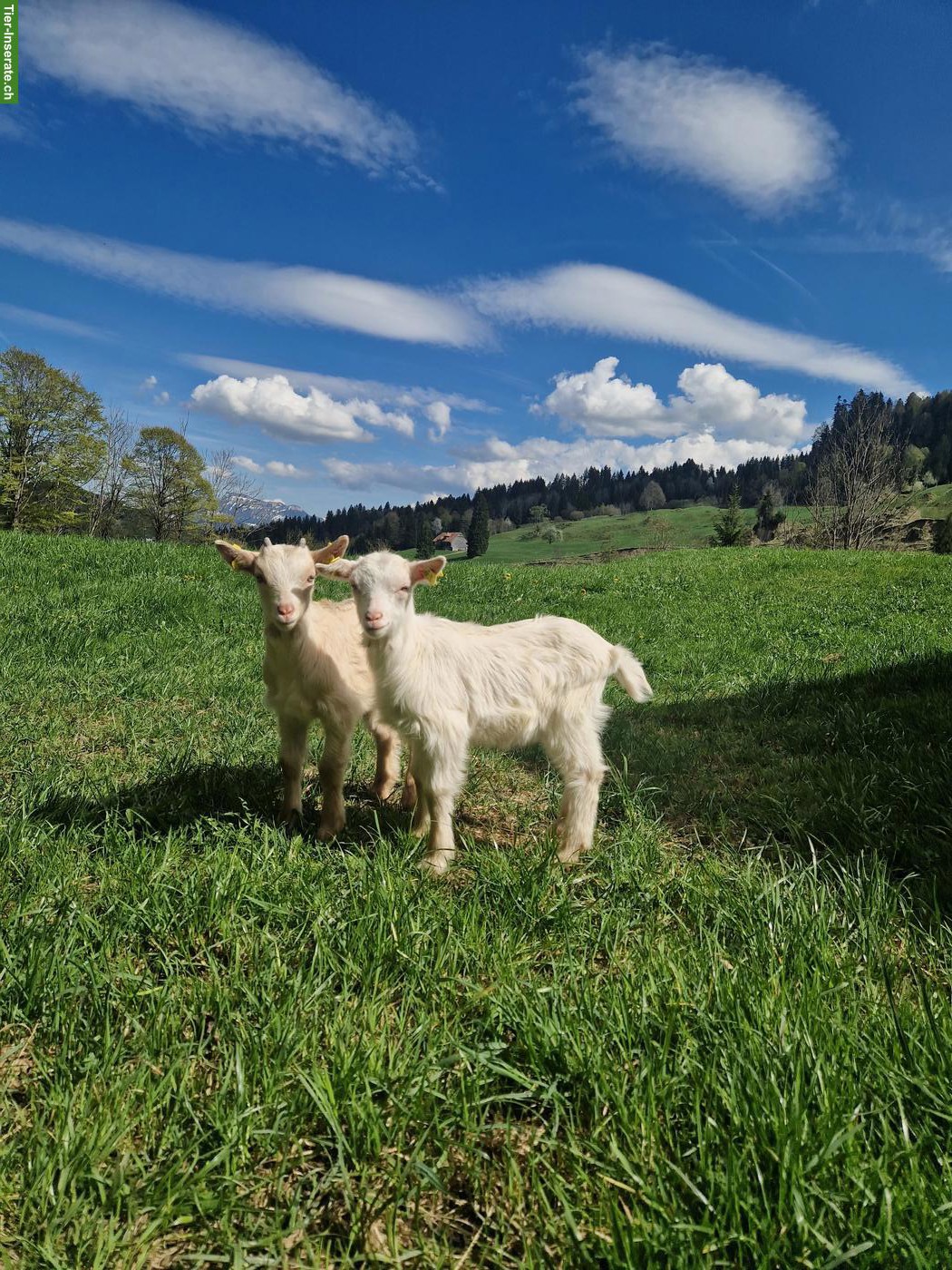 Bild 4: Zutrauliche Ziegen mit Gitzi zu verkaufen