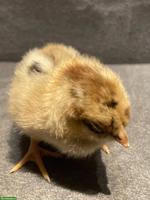 Zwerg - Barnevelder Küken zu verkaufen