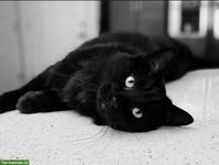 Suche ein weibliches Kätzchen für meine bestehende Gruppe