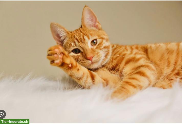 Bild 2: Suche ein weibliches Kätzchen für meine bestehende Gruppe