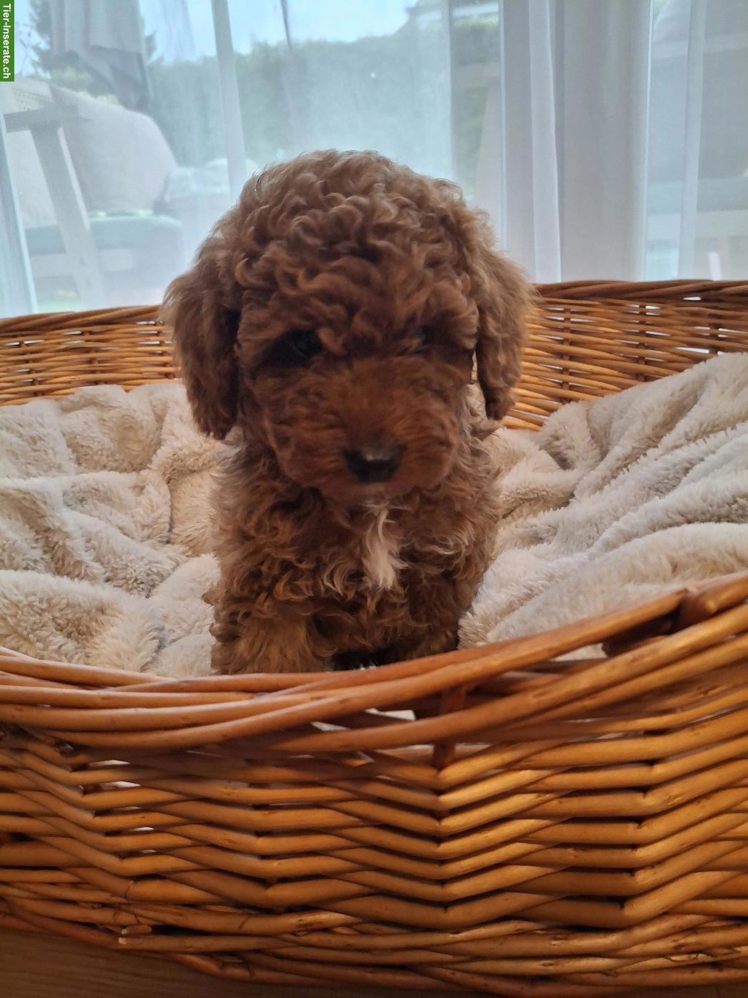 Zwergpudel Welpe, Hündin