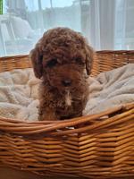 Zwergpudel Welpe, Hündin