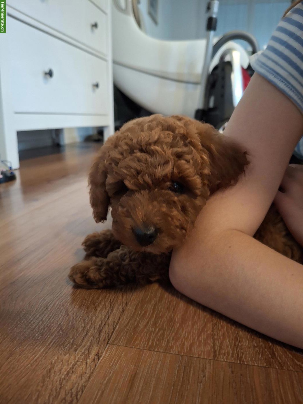 Bild 2: Zwergpudel Welpe, Hündin