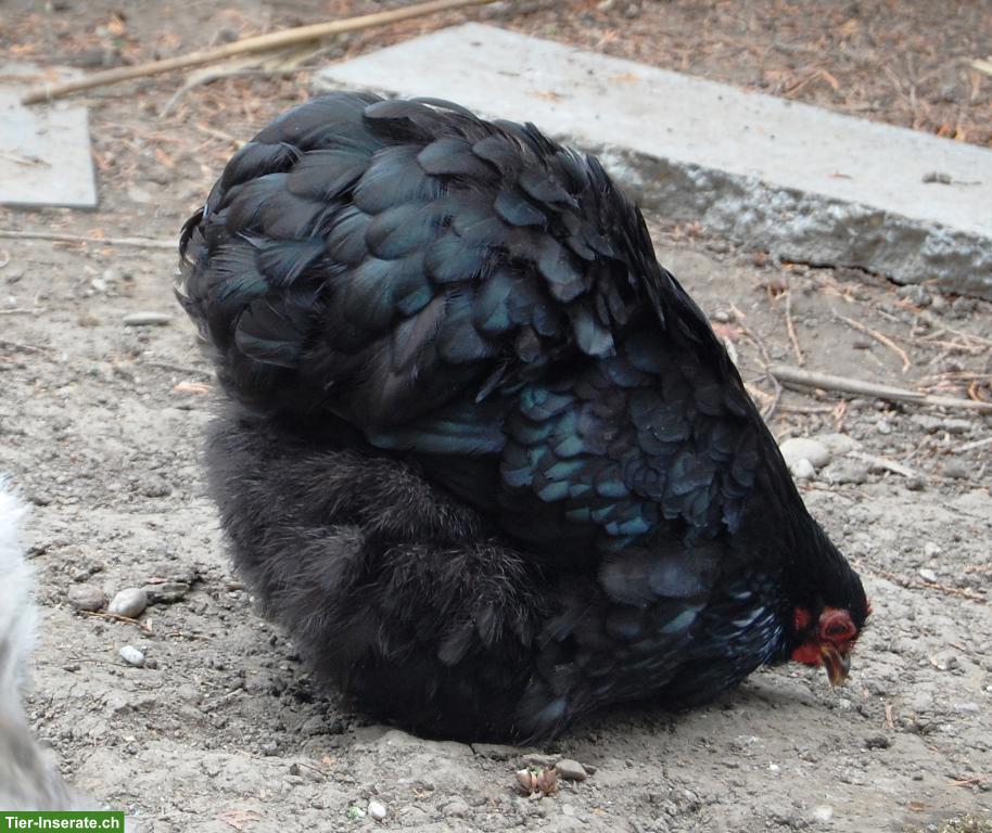 Bild 2: Cochin Henne