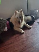 Weisser Schäferhund Rüde, 9-jährig