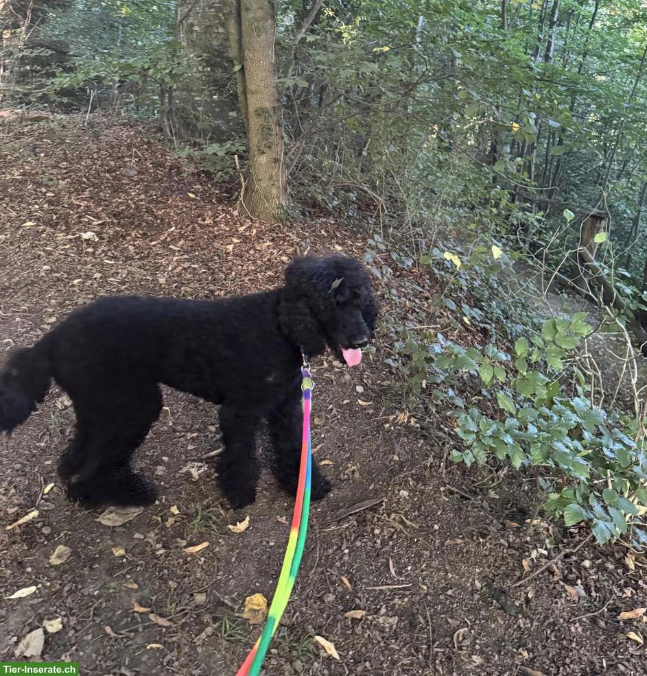 Grosspudel Hündin abzugeben