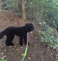 Grosspudel Hündin abzugeben