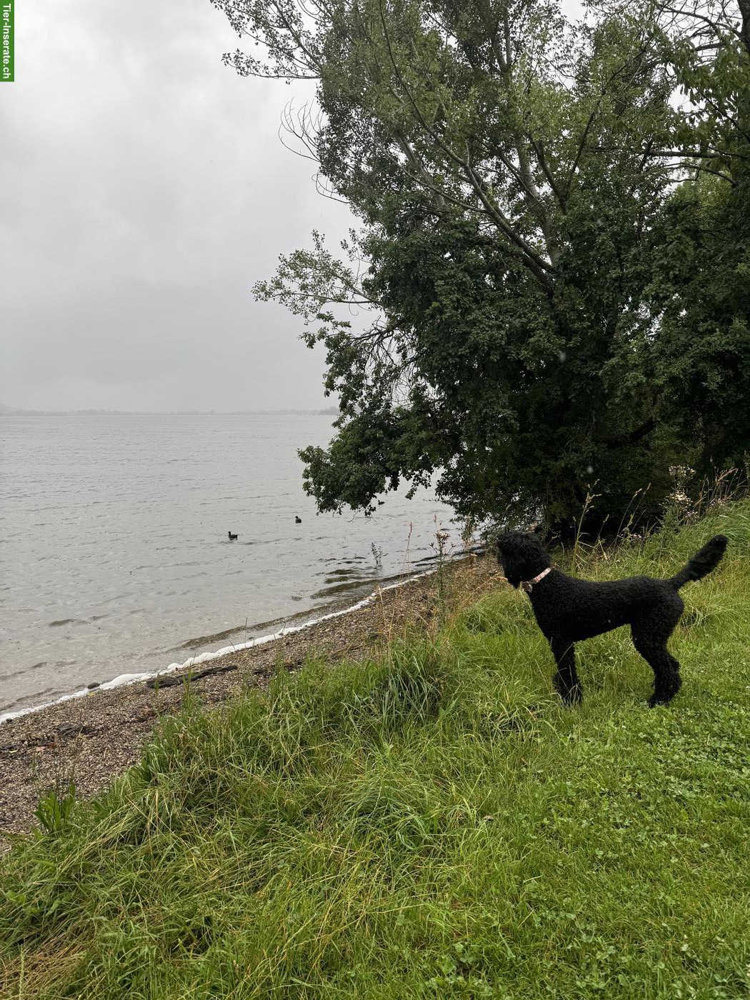 Bild 2: Grosspudel Hündin abzugeben