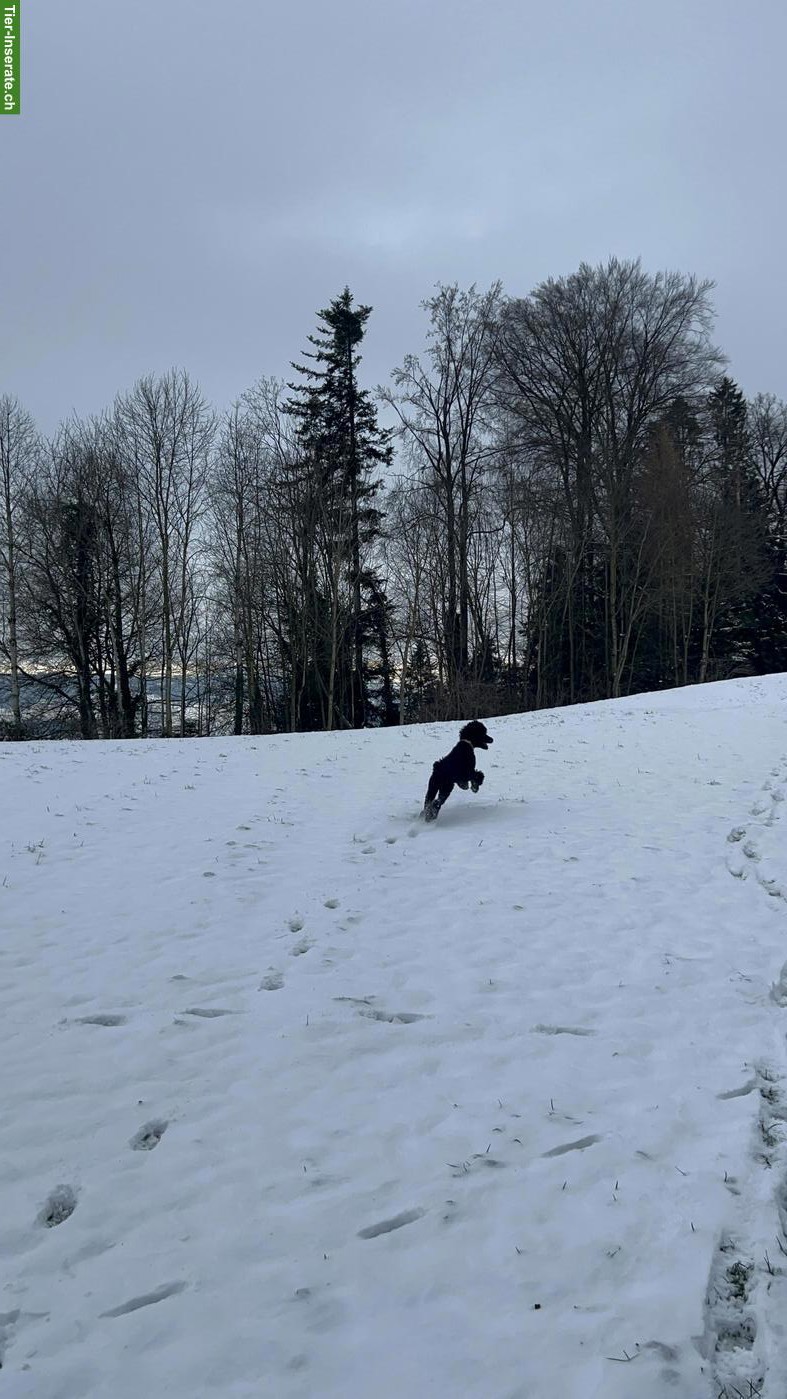 Bild 3: Grosspudel Hündin abzugeben