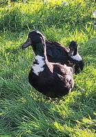 Junger Pommernenten Erpel