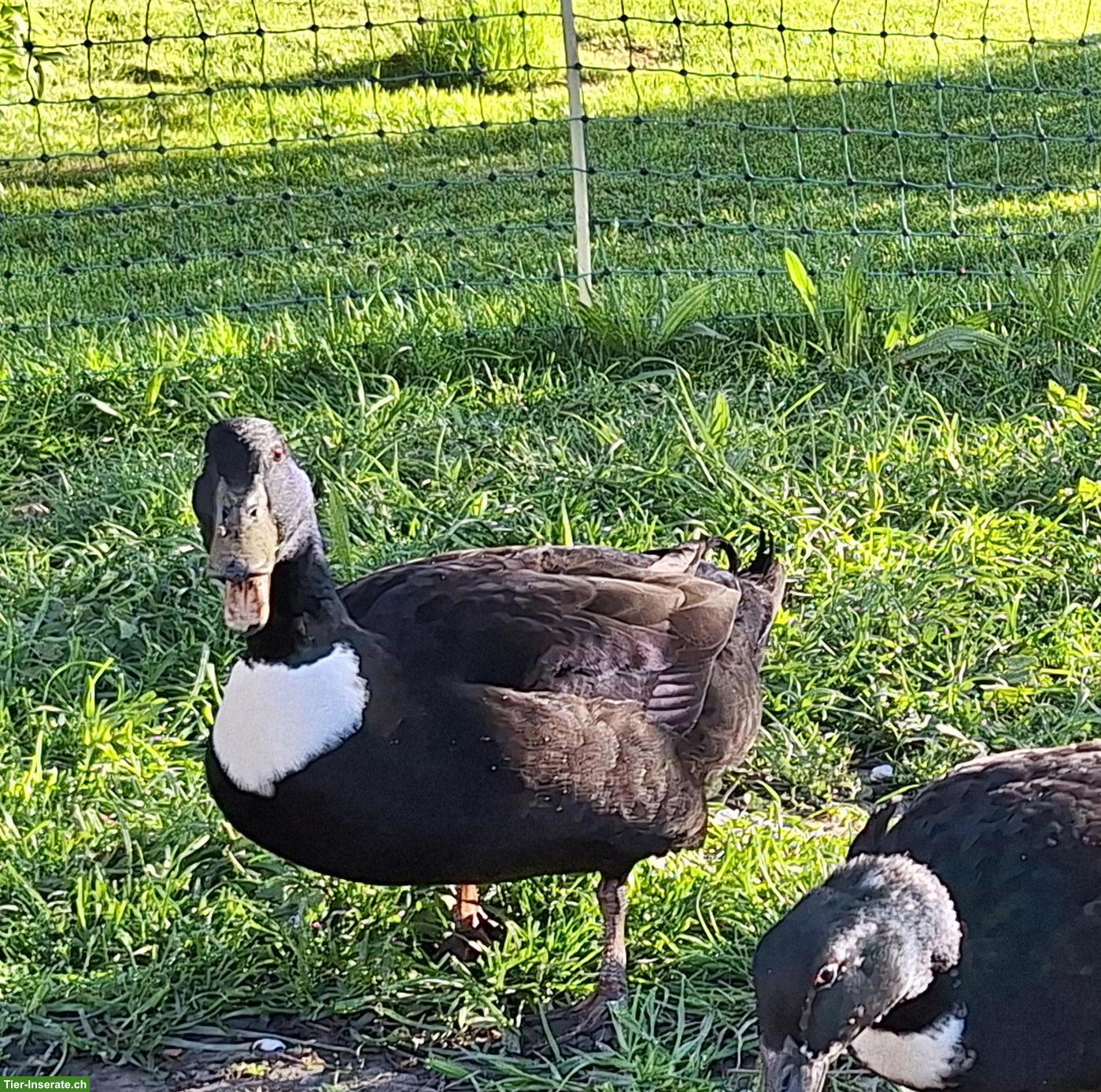 Pommernenten suchen einen Lebensplatz
