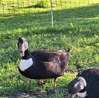 Pommernenten suchen einen Lebensplatz