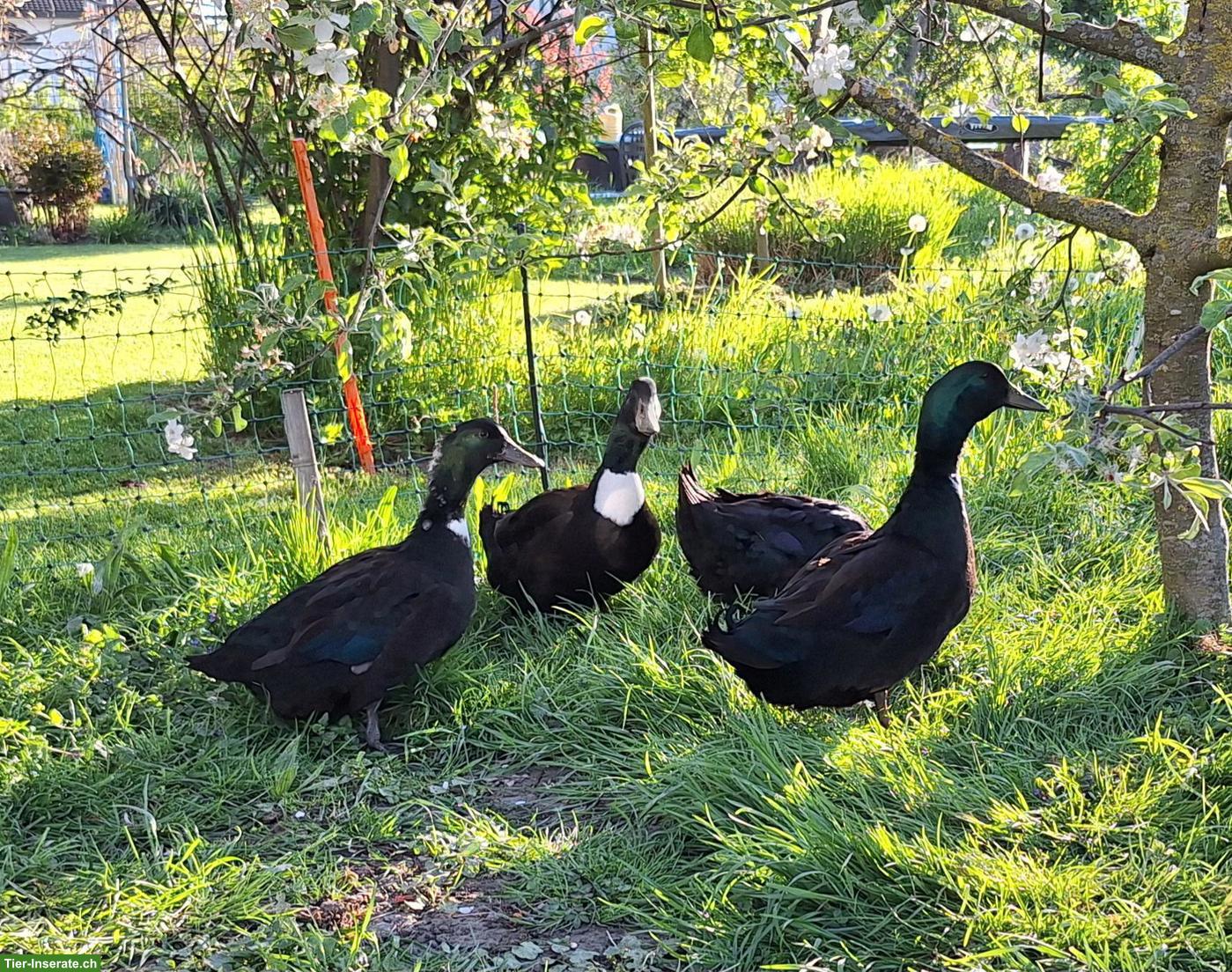 Bild 2: Pommernenten suchen einen Lebensplatz