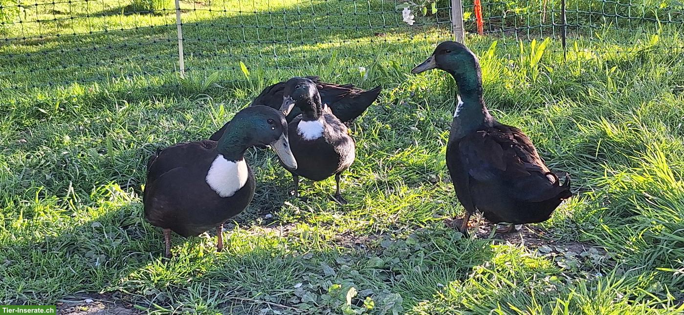 Bild 3: Pommernenten suchen einen Lebensplatz