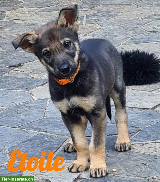 Wolfshund Welpe, Hündin "Étoile" sucht ihr Für-immer-Zuhause