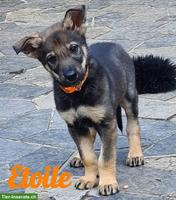 Wolfshund Welpe, Hündin "Étoile" sucht ihr Für-immer-Zuhause