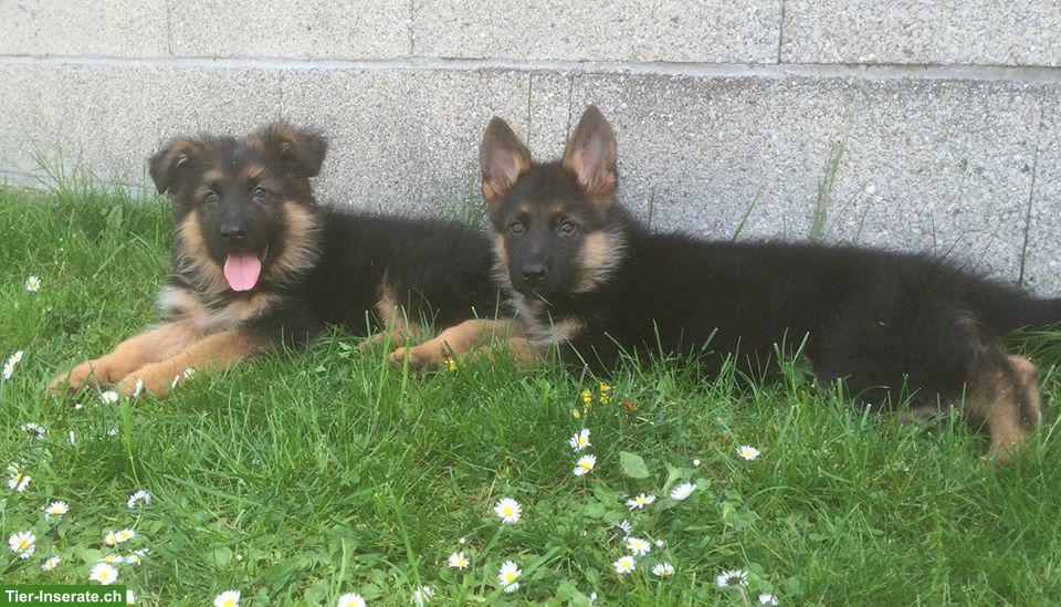 Langhaarige Deutsche Schäferhund Welpen