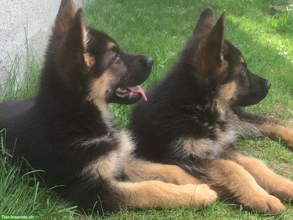 Bild 2: Langhaarige Deutsche Schäferhund Welpen