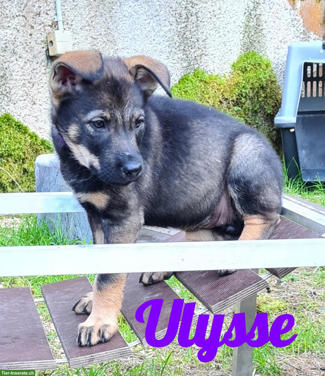 Tschechoslowakischer Wolfshund Welpe "Ulysse"