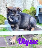 Tschechoslowakischer Wolfshund Welpe "Ulysse"