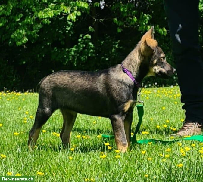 Bild 2: Tschechoslowakischer Wolfshund Welpe "Ulysse"