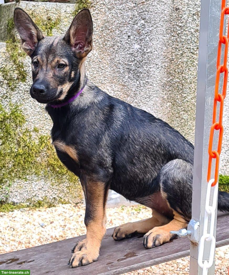 Bild 3: Tschechoslowakischer Wolfshund Welpe "Ulysse"