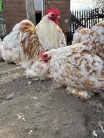2 Zwerg-Cochin Hennen