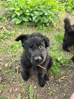 Altdeutsche Schäferhund Welpen mit Stammbaum