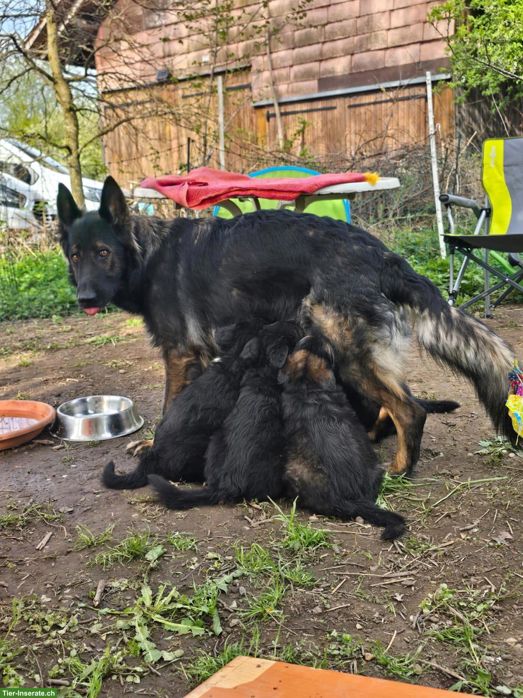 Bild 2: Altdeutsche Schäferhund Welpen mit Stammbaum