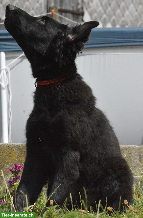 Bild 4: Altdeutsche Schäferhund Welpen mit Stammbaum