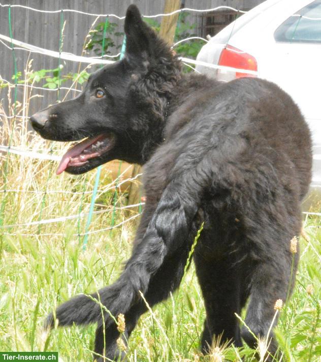 Bild 5: Altdeutsche Schäferhund Welpen mit Stammbaum