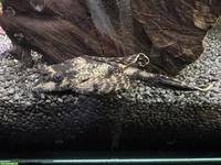 Waben-Schilderwels (Pterygoplichthys gibbiceps)