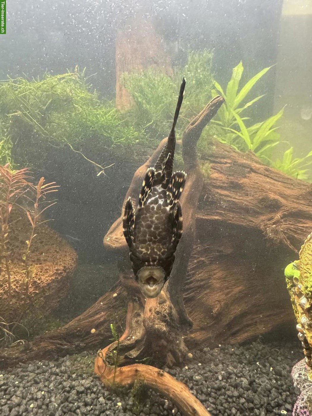 Bild 2: Waben-Schilderwels (Pterygoplichthys gibbiceps)